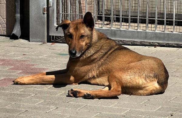 ULISSE LUPETTO Foto 5